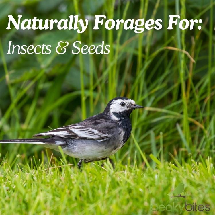 Wagtails Naturally Forage for Insects and Seeds